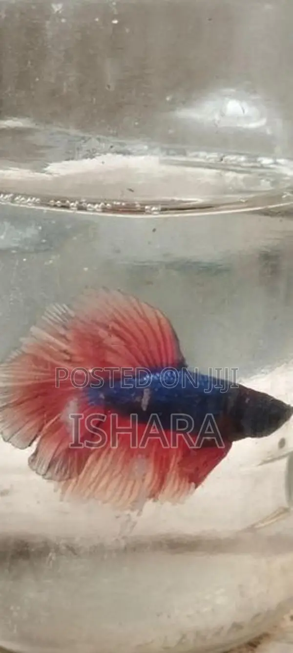 Fighter Fish