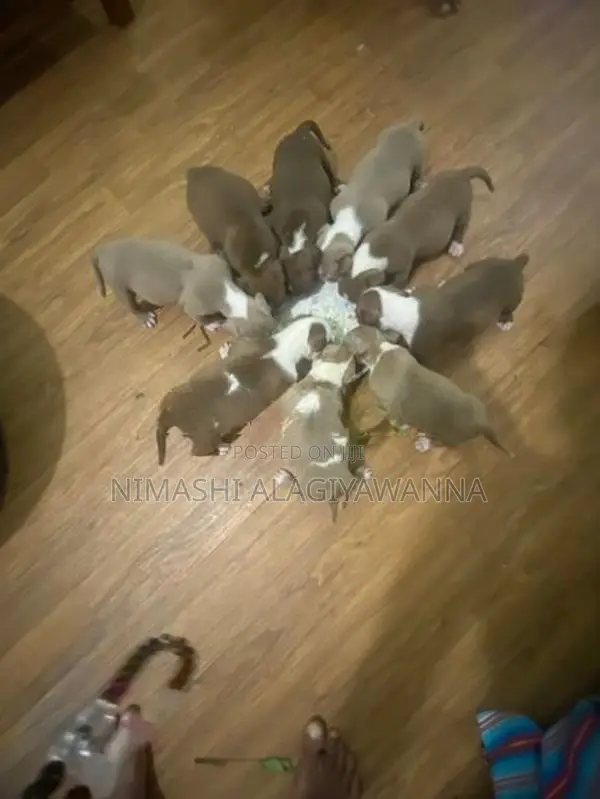 American Bully Puppies