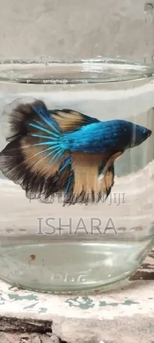 Fighter Fish