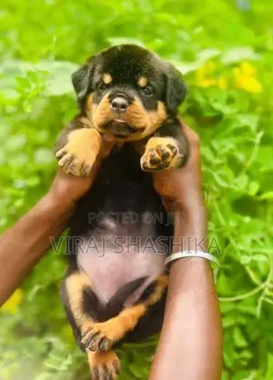 Rottweiler Puppy