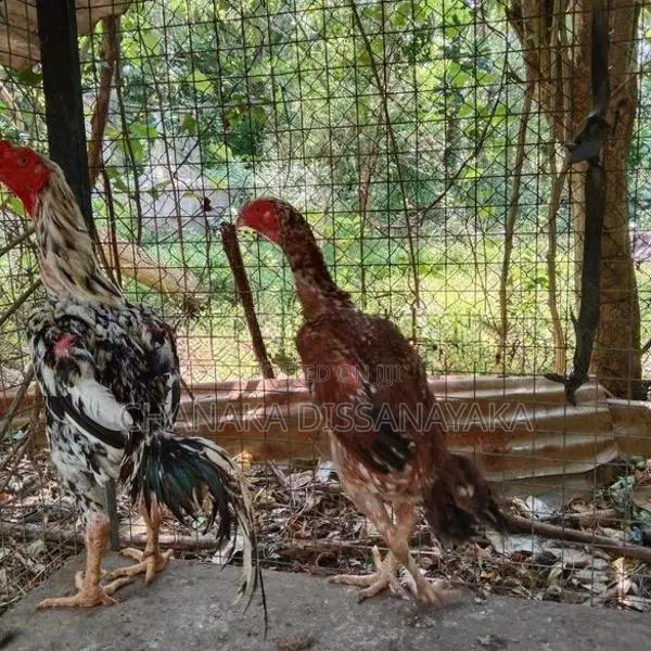Kukulan
