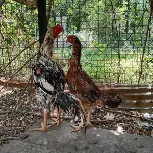 Kukulan