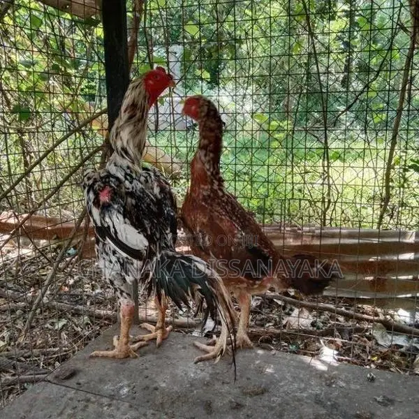 Kukulan