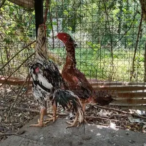 Kukulan