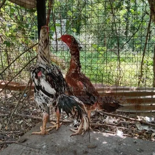 Kukulan