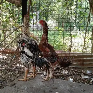 Kukulan