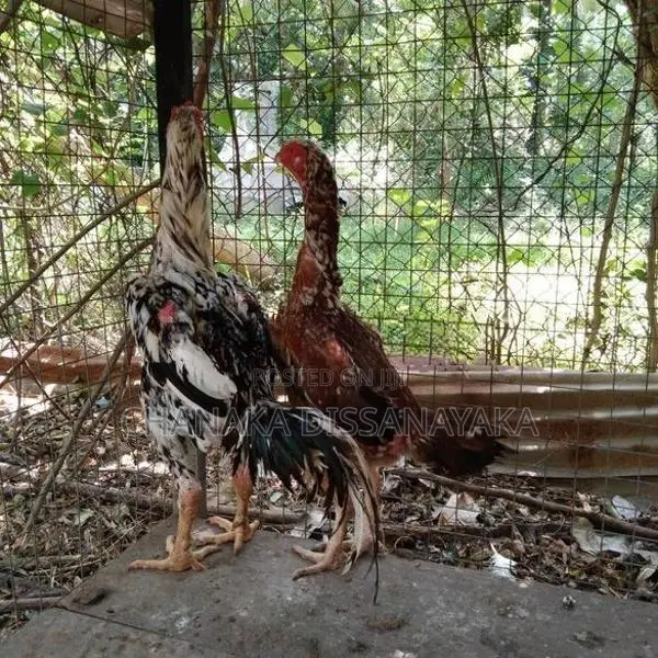 Kukulan