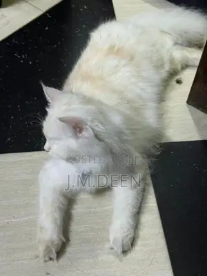 White Ginger Female Cat