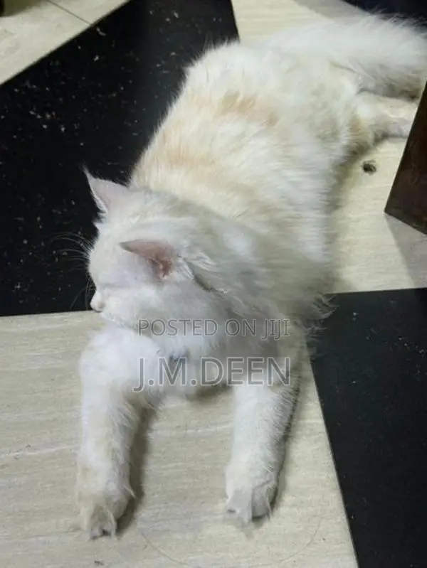 White Ginger Female Cat
