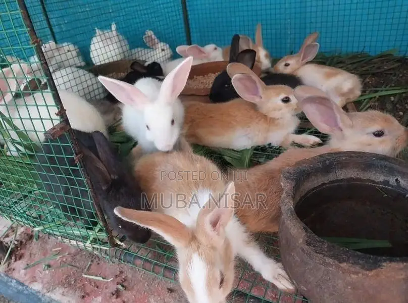 Rabbit