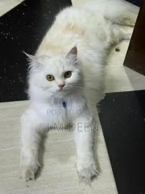 White Ginger Female Cat