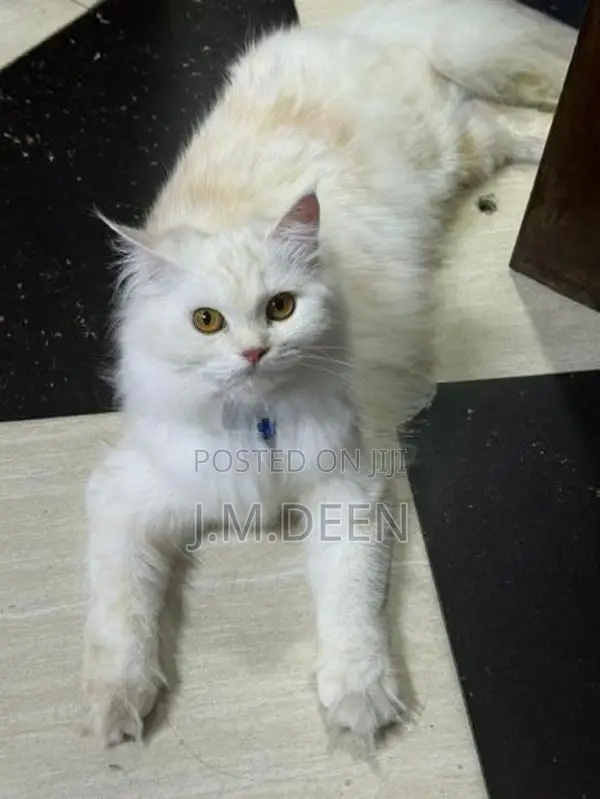 White Ginger Female Cat