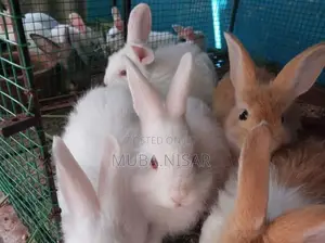 Rabbit