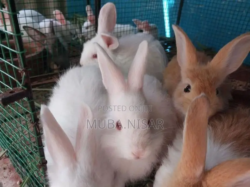 Rabbit