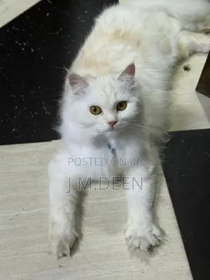 White Ginger Female Cat