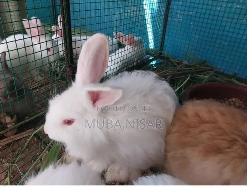 Rabbit