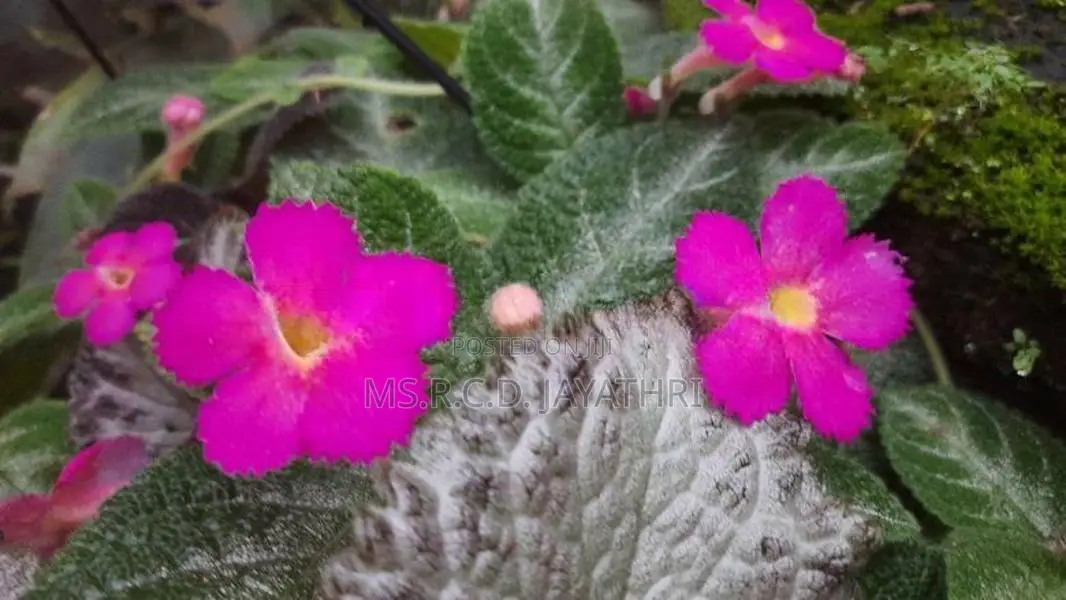 Epishia Plants