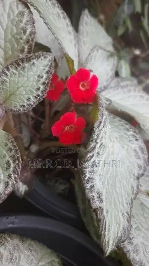 Epishia Plants