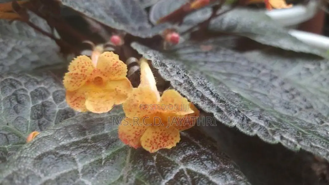 Epishia Plants