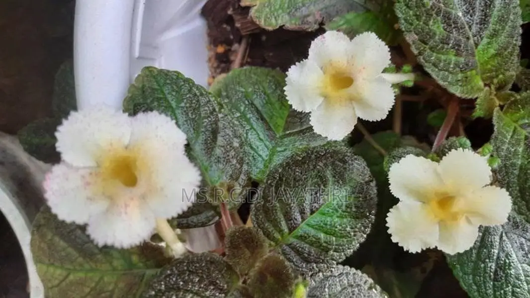 Epishia Plants