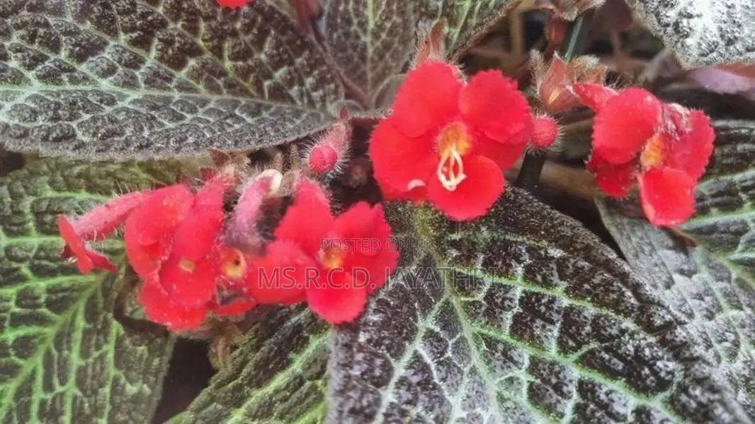 Epishia Plants