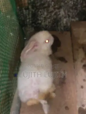 Rabbits