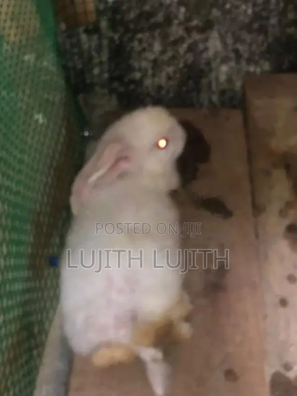 Rabbits