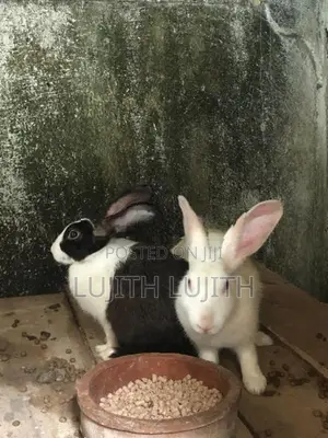 Rabbits