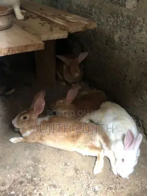 Rabbits