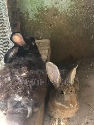Rabbits