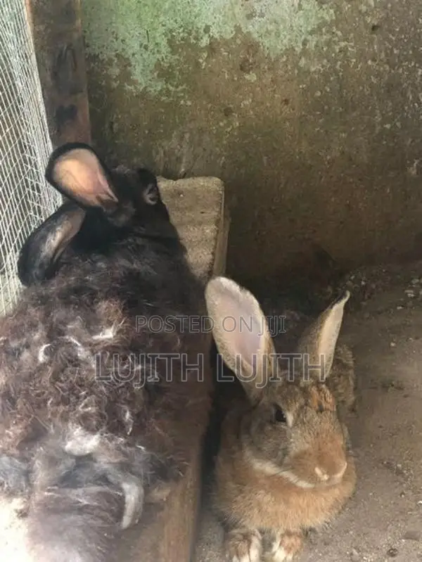 Rabbits
