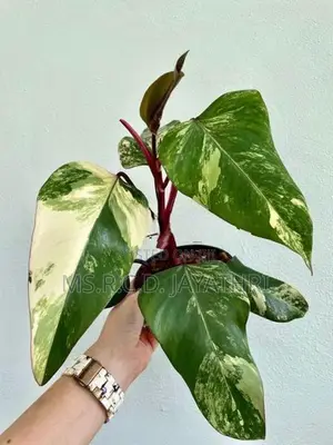 Philodendron Strawberry Shake