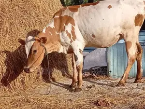 Milk Cow