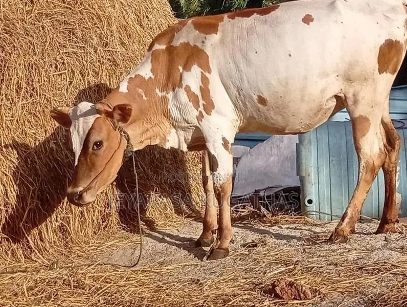 Milk Cow
