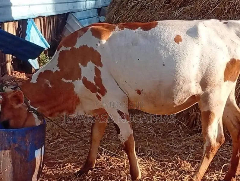 Milk Cow