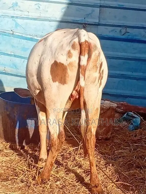 Milk Cow