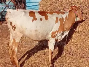Milk Cow