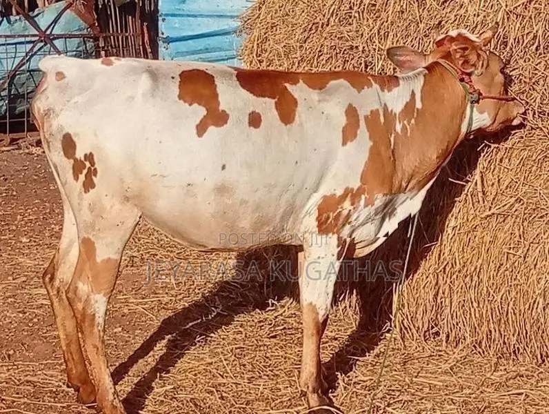Milk Cow