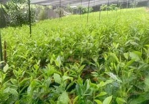 තේ පැල