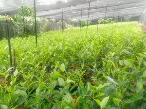 තේ පැල