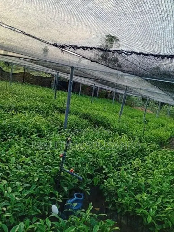 තේ පැල