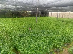 තේ පැල