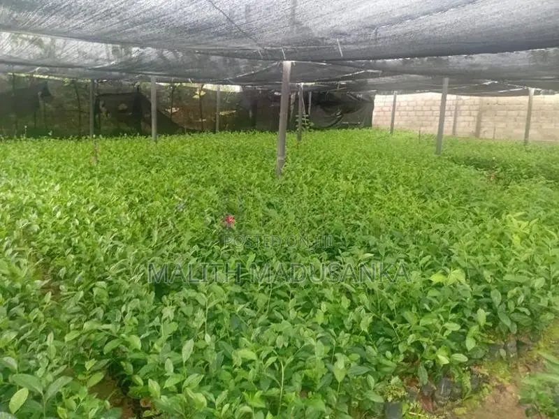 තේ පැල