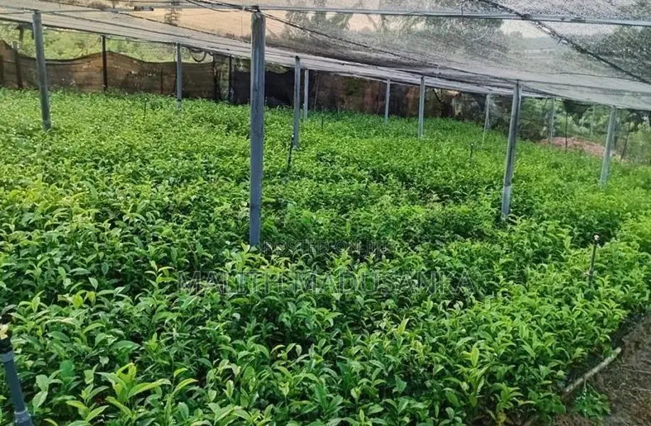 තේ පැල