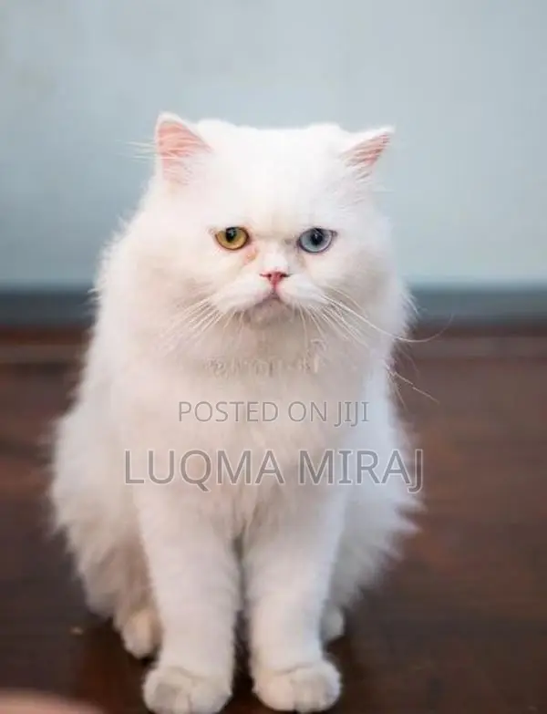 Double Eyes Persian Cat