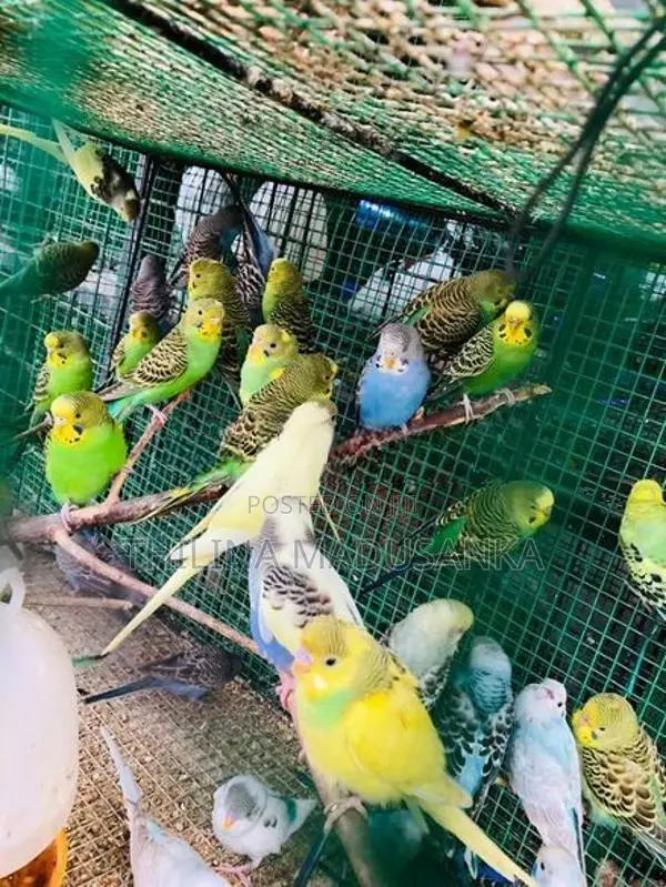 Love Birds