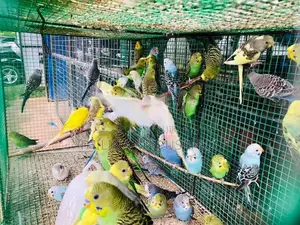 Love Birds
