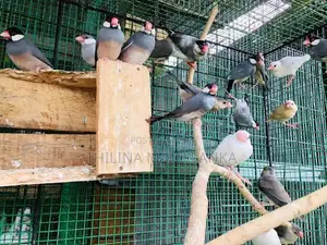 Java Birds