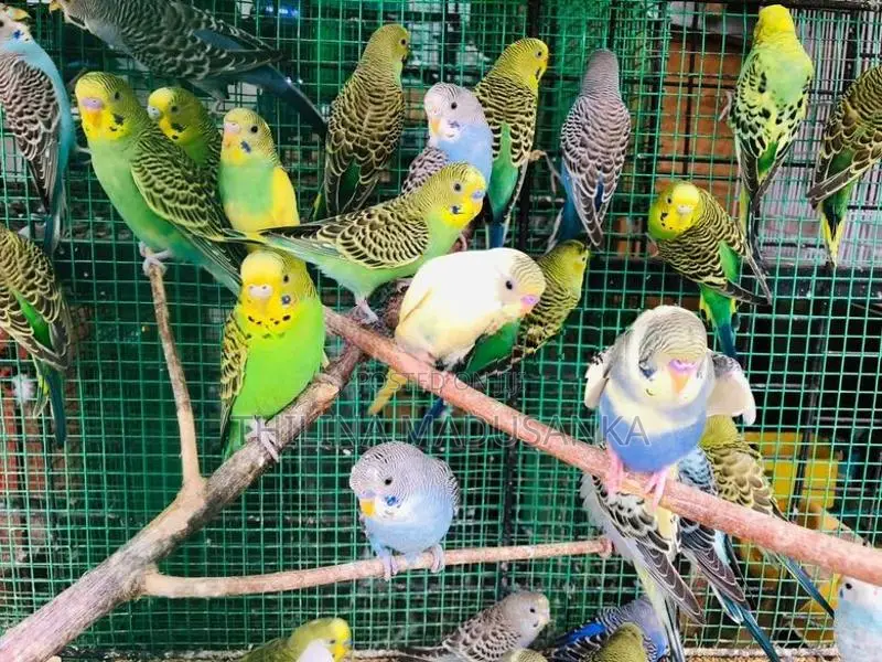 Love Birds