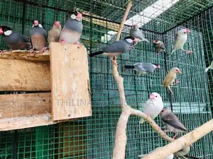 Java Birds